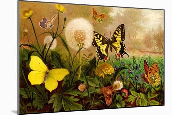 Butterflies-F.W. Kuhnert-Mounted Art Print