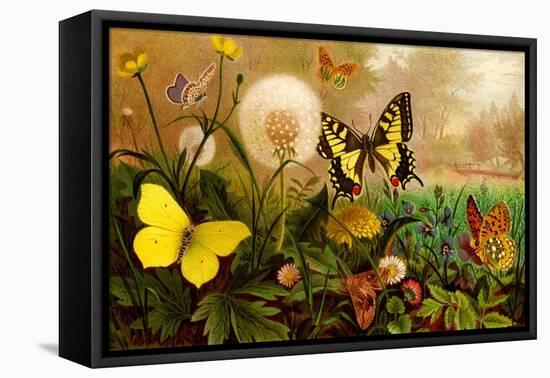 Butterflies-F.W. Kuhnert-Framed Stretched Canvas