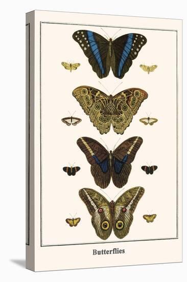 Butterflies-Albertus Seba-Stretched Canvas