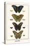 Butterflies-Albertus Seba-Stretched Canvas