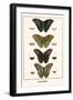 Butterflies-Albertus Seba-Framed Art Print