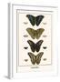 Butterflies-Albertus Seba-Framed Art Print