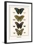 Butterflies-Albertus Seba-Framed Art Print