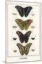 Butterflies-Albertus Seba-Mounted Art Print