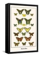 Butterflies-Albertus Seba-Framed Stretched Canvas