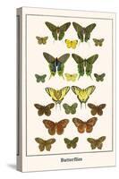 Butterflies-Albertus Seba-Stretched Canvas