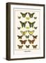 Butterflies-Albertus Seba-Framed Art Print