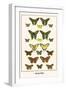 Butterflies-Albertus Seba-Framed Art Print