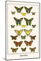 Butterflies-Albertus Seba-Mounted Art Print