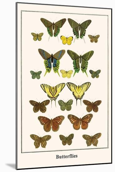 Butterflies-Albertus Seba-Mounted Art Print