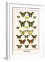 Butterflies-Albertus Seba-Framed Art Print