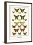 Butterflies-Albertus Seba-Framed Art Print