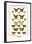 Butterflies-Albertus Seba-Framed Art Print