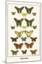 Butterflies-Albertus Seba-Mounted Art Print