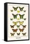 Butterflies-Albertus Seba-Framed Stretched Canvas