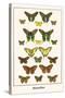 Butterflies-Albertus Seba-Stretched Canvas