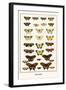 Butterflies-Albertus Seba-Framed Art Print