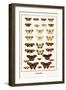 Butterflies-Albertus Seba-Framed Art Print