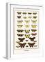 Butterflies-Albertus Seba-Framed Art Print