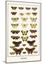 Butterflies-Albertus Seba-Mounted Art Print