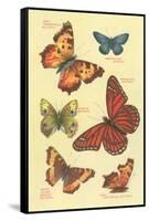 Butterflies-null-Framed Stretched Canvas