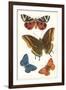 Butterflies-null-Framed Art Print