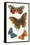 Butterflies-null-Framed Stretched Canvas