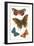 Butterflies-null-Framed Art Print