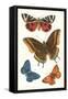 Butterflies-null-Framed Stretched Canvas