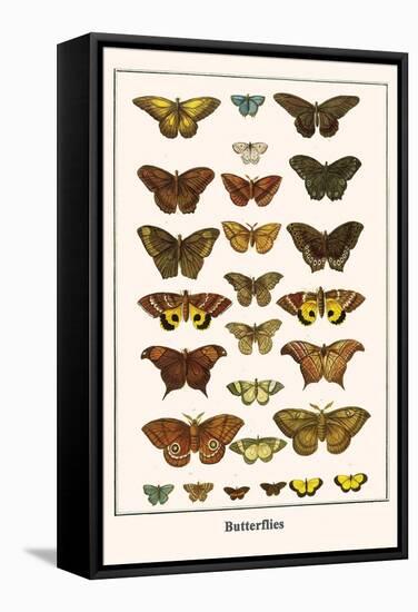 Butterflies-Albertus Seba-Framed Stretched Canvas