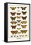 Butterflies-Albertus Seba-Framed Stretched Canvas