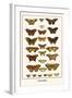 Butterflies-Albertus Seba-Framed Art Print