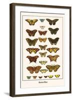 Butterflies-Albertus Seba-Framed Art Print