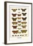 Butterflies-Albertus Seba-Framed Art Print