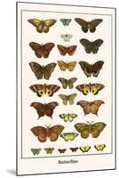 Butterflies-Albertus Seba-Mounted Art Print