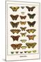 Butterflies-Albertus Seba-Mounted Art Print