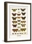 Butterflies-Albertus Seba-Framed Art Print