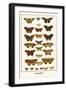 Butterflies-Albertus Seba-Framed Art Print