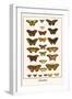 Butterflies-Albertus Seba-Framed Art Print