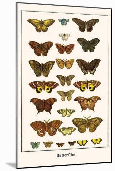 Butterflies-Albertus Seba-Mounted Art Print