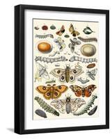 Butterflies-Berge-Framed Art Print