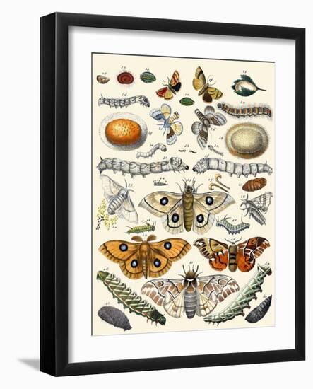 Butterflies-Berge-Framed Art Print