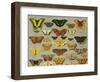 Butterflies-null-Framed Giclee Print