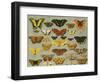 Butterflies-null-Framed Giclee Print