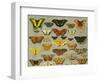 Butterflies-null-Framed Giclee Print