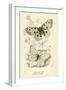 Butterflies-English School-Framed Giclee Print