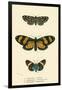 Butterflies-English School-Framed Giclee Print