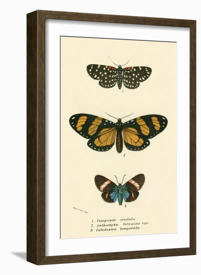 Butterflies-English School-Framed Giclee Print