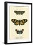 Butterflies-English School-Framed Giclee Print