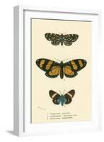 Butterflies-English School-Framed Giclee Print